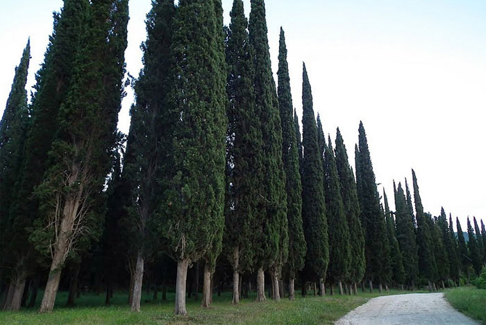 Talijani predlažu: Sadite mediteranske čemprese, oni su teže zapaljivi