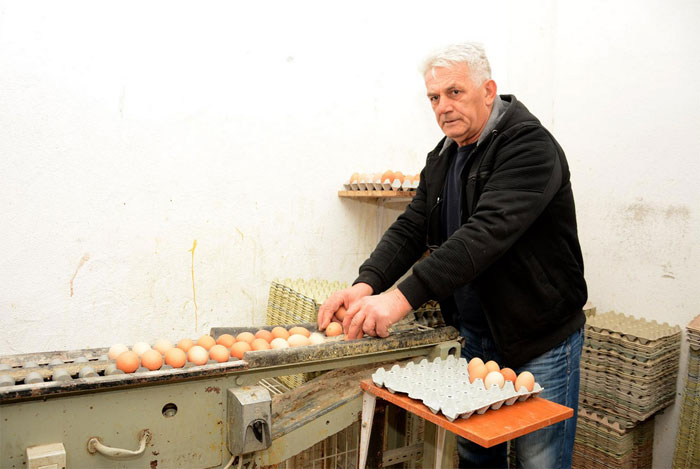 Farma koka “Luburić” iz D.M. Ograđenika dnevno proizvede 7-8 tisuća jaja