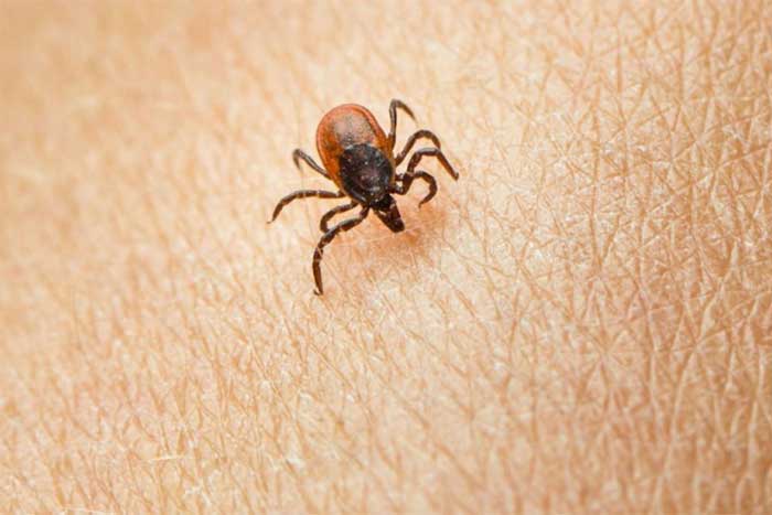 OPREZ! Počela je sezona krpelja, evo kako se zaštititi