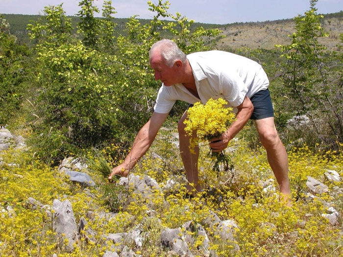Ljekovitog bilja u Brotnju ima napretek, ali nažalost većina toga propadne