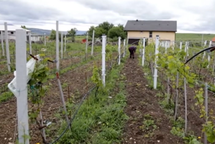 VIDEO Vinogradi niču diljem Tomislavgrada