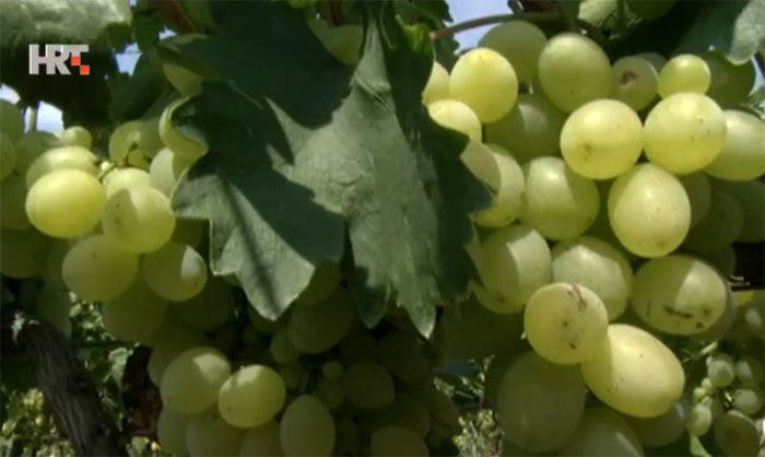 VIDEO Vrgorčani na mukama, nemaju gdje plasirati stolno grožđe