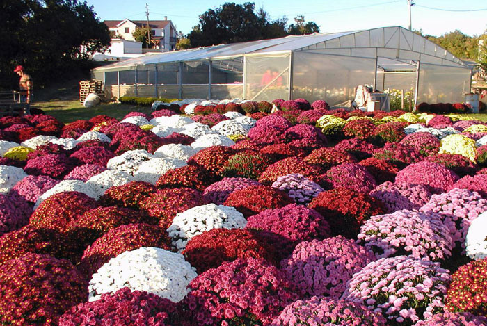 Obitelj iz Čitluka svake godine proizvede 10-ak tisuća krizantema