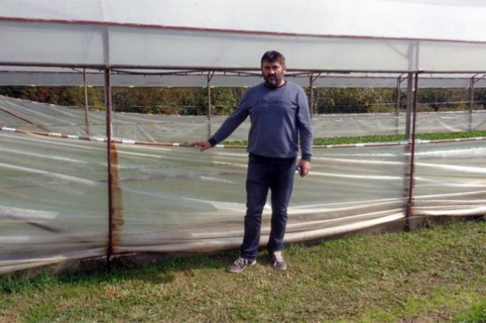 Poljoprivredni debakl u dolini Neretve: U Čapljini neko povrće nije se isplatilo ni brati