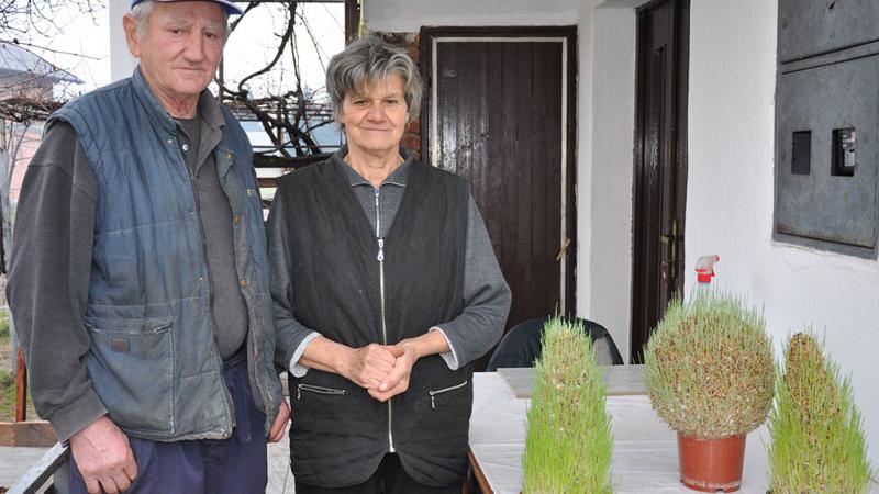 VIDEO Tajna božićne pšenice na klipu kukuruza