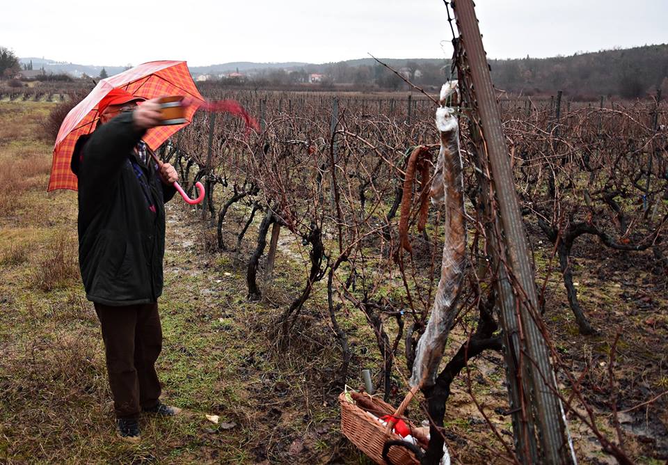 I ove godine na blagdan Svetog Vinka u Krehin Gracu organizirano okupljanje vinogradara