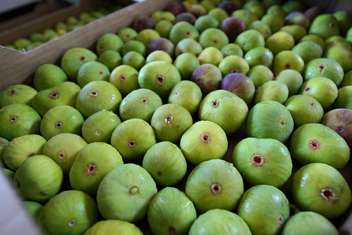 2018. je bila rodna godina za smokve i masline
