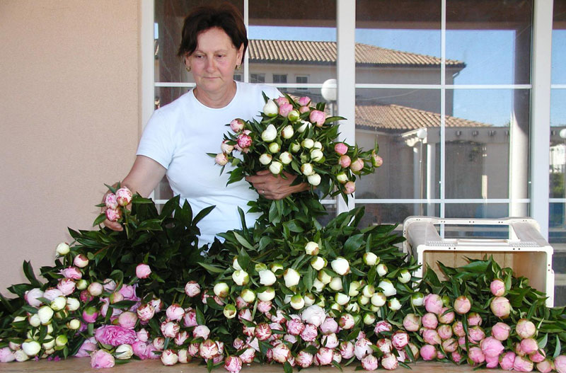 Obitelj Barbarić iz Čitluka uzgaja posebne vrste rezanog cvijeća koje su na tržištu vrlo tražene i cijenjene