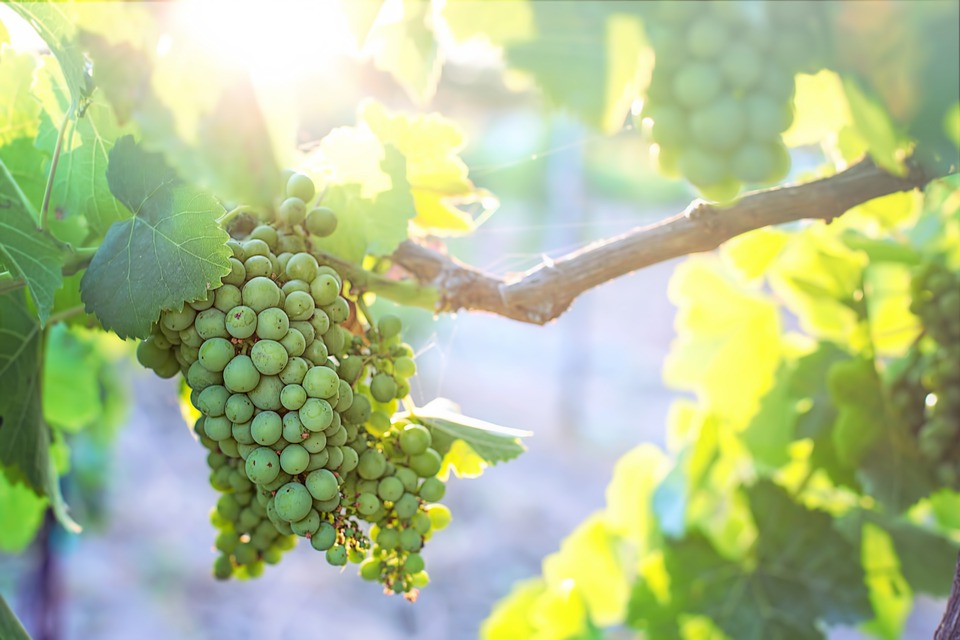 Obavijest za vinogradare: Povećana brojnost sivog grožđanog moljca