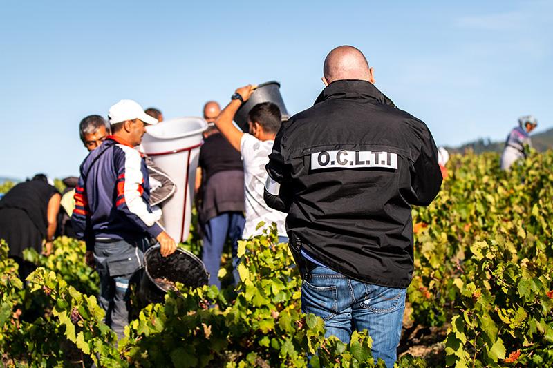 Obećali im dnevnicu od 60 eura za berbu grožđa, a onda ih pretvorili u robove