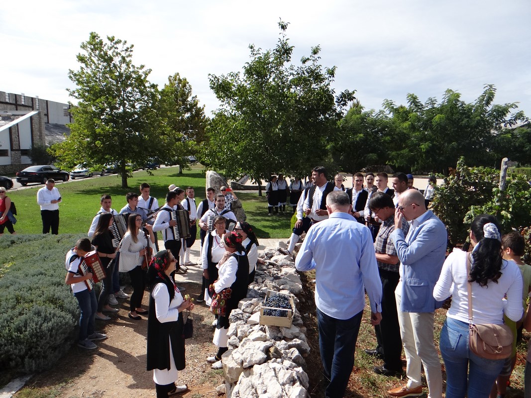 FOTO: Članovi diplomatskog zbora na Danima berbe grožđa u Brotnju