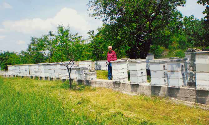 Medeni gemišt: Domaći čovjek i priroda oko njega – vino i med – priča iz života