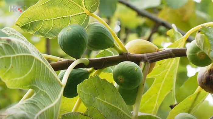 Zasadio smokve iz Hercegovine na udaljenosti 3,5 kilometra od Trga bana Jelačića