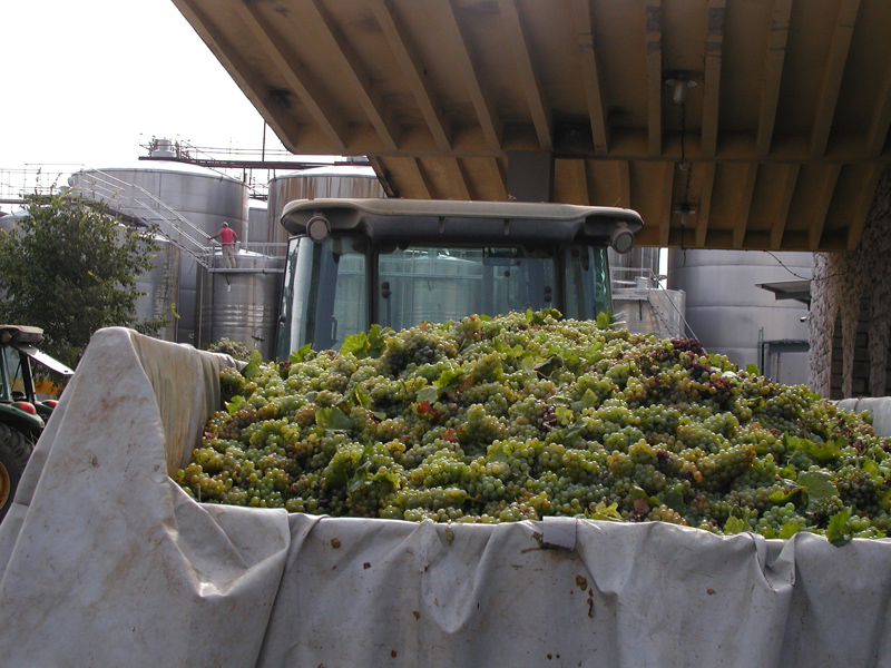 Na plantažama vinarije Čitluk počela selektivna berba vinskih sorti grožđa