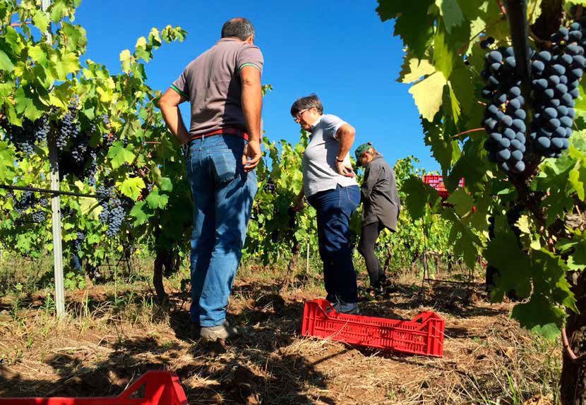 Osvrt na vinogradarsku 2019. sezonu i korisni savjeti za zaštitu vinograda od bolesti