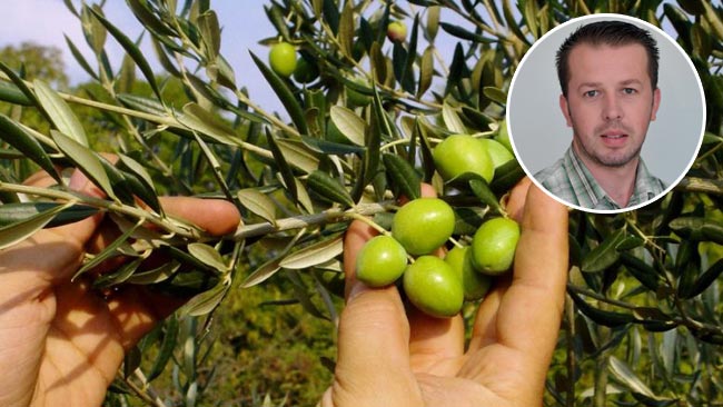 Hercegovci sade trešnje, smokve i masline