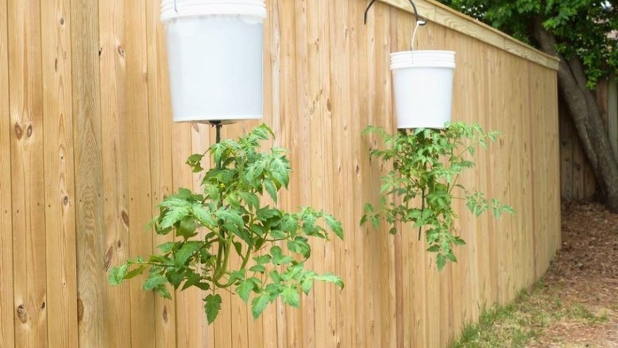 Ukoliko imate ograničen prostor, opcija naopakog uzgajanja rajčice nije loša ideja!