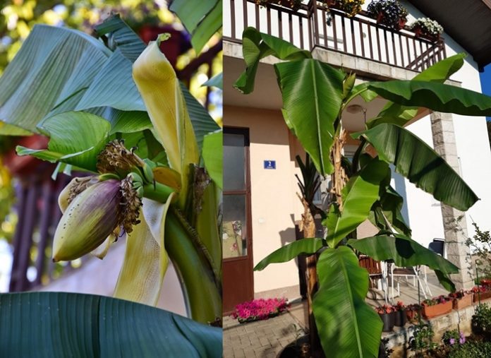 Banana u okolici Čitluka „okitila“ se cvijetom i plodovima
