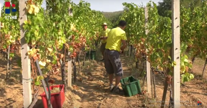 VIDEO U tijeku je berba grožđa: Kvalitet odličan, urod izuzetno dobar