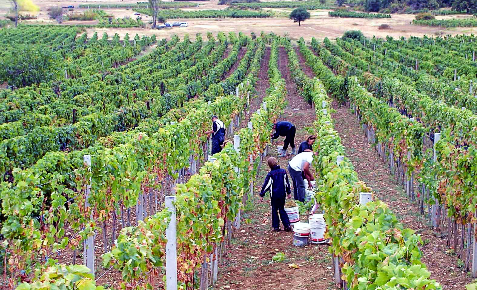 VIDEO Umjetna inteligencija savjetovat će vinare