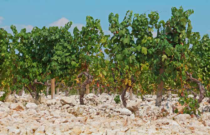 Osvrt na sušnu 2021. sezonu i trendove koji mogu imati utjecaja na razvoj vinogradarstva i vinarstva u Hercegovini