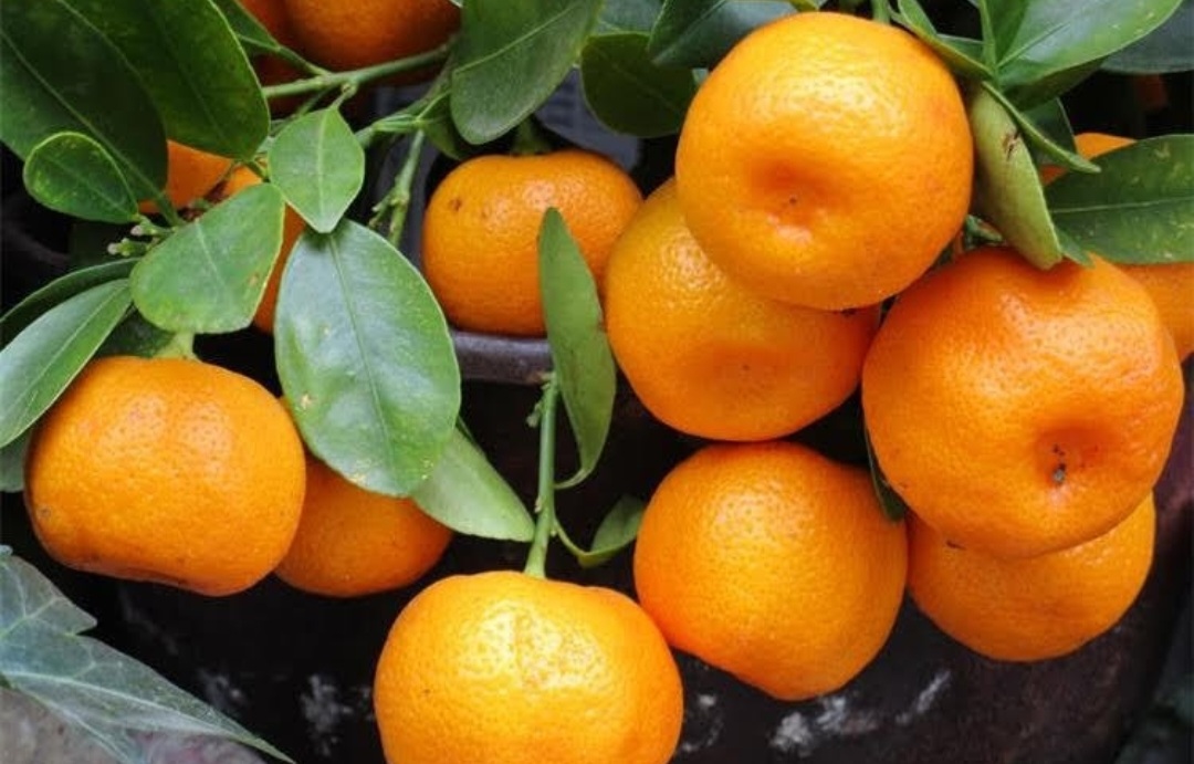 Hvala što nas trujete: Uništene mandarine pune pesticida