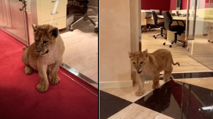 Potraga za izgubljenim lavom u Budvi