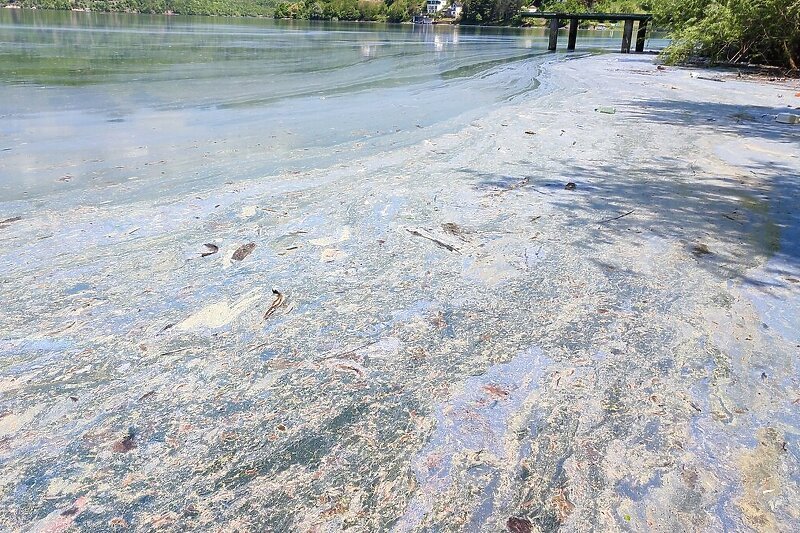 Imamo li razloga za zabrinutost? Jablaničko jezero puno algi