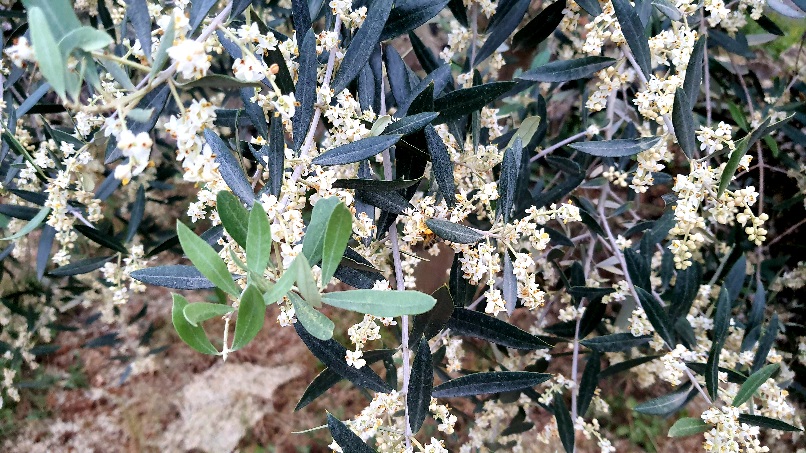 Hercegovinu će prekriti masline ako se nastave saditi ovim tempom