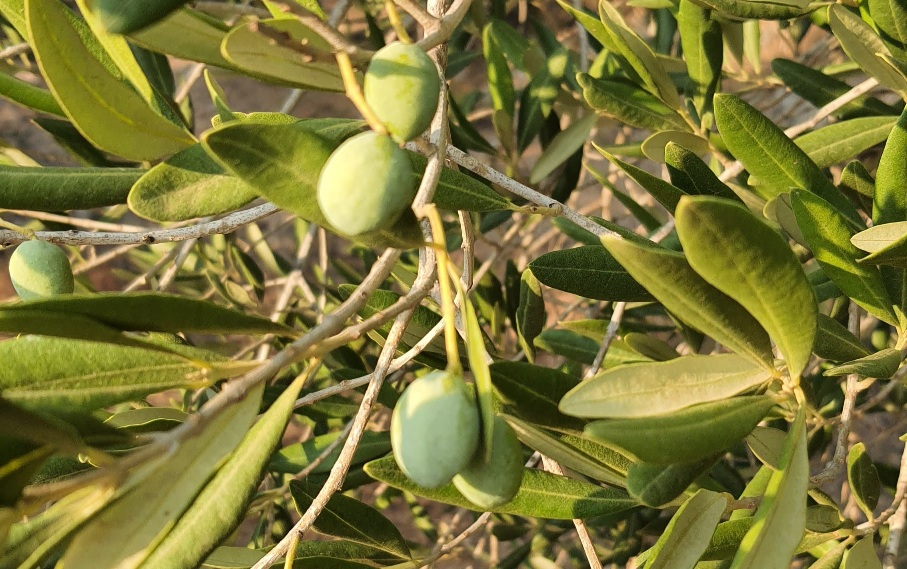 Preporuke u maslinicima za mjesec srpanj
