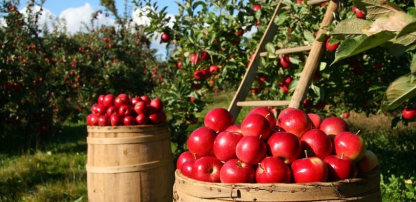 Nema zainteresiranih za rad na njivama i u voćnjacima