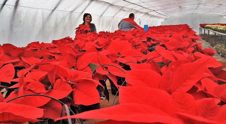 Božićne zvijezde obitelji Lucić krase domove u Hercegovini