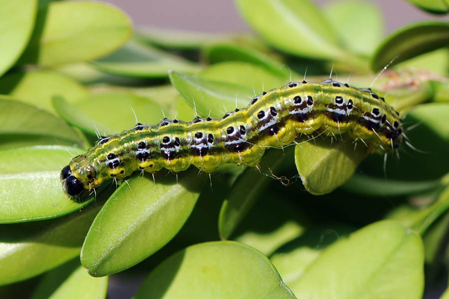 Obavijest za poljoprivrednike: Uočena je pojava šimširovog moljca