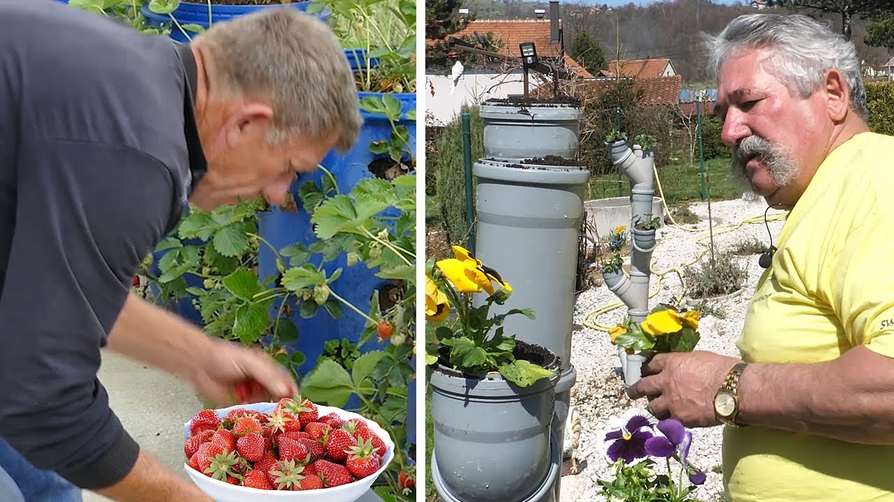 Fantastične ideje: Sadnja voća i povrća u bučvama, cijevima…
