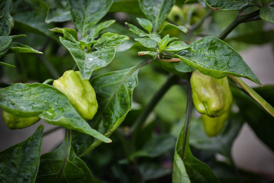 Oprez: Nije svejedno što sadite uz papriku!
