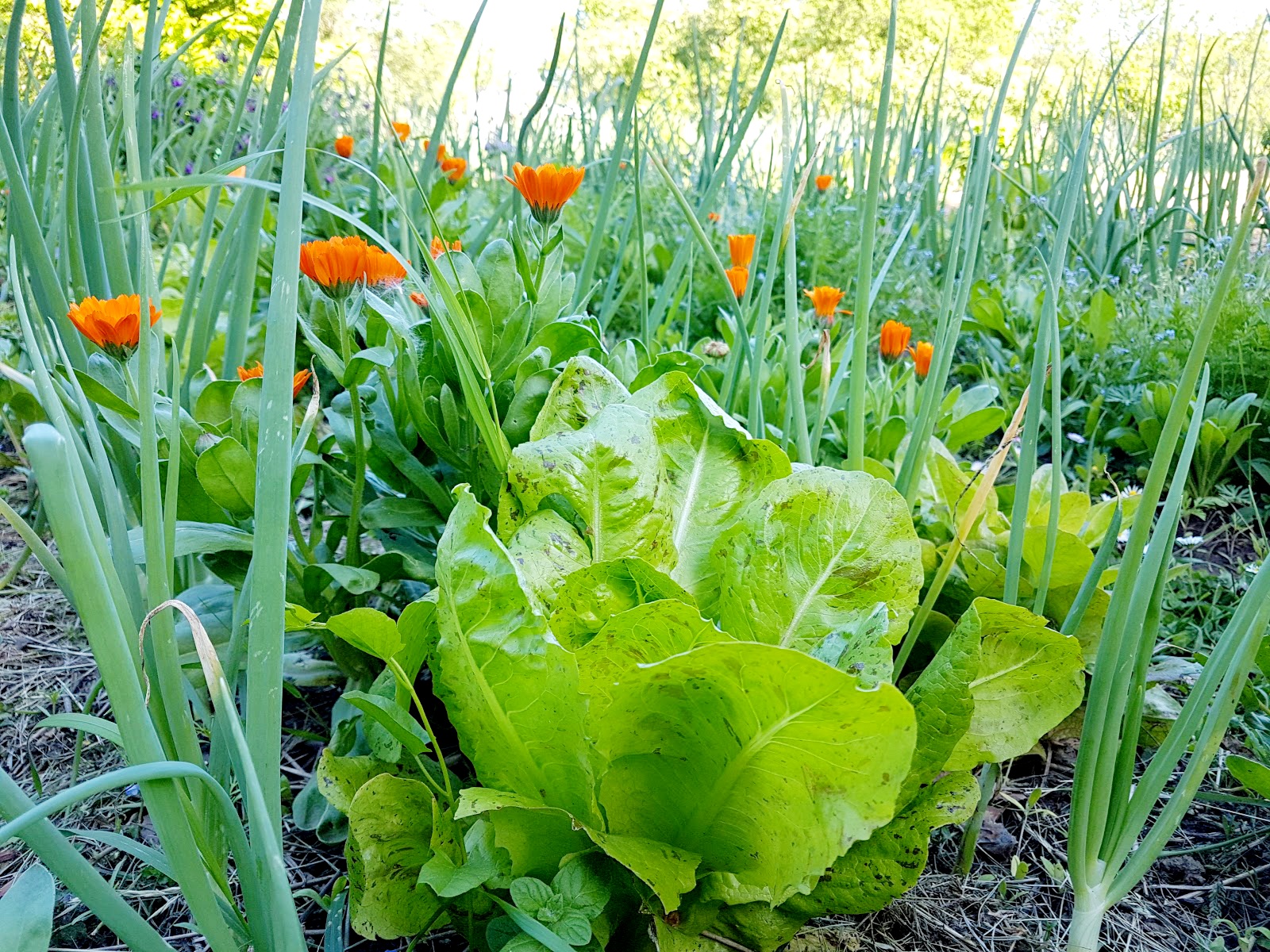 Što se sve sadi u svibnju?