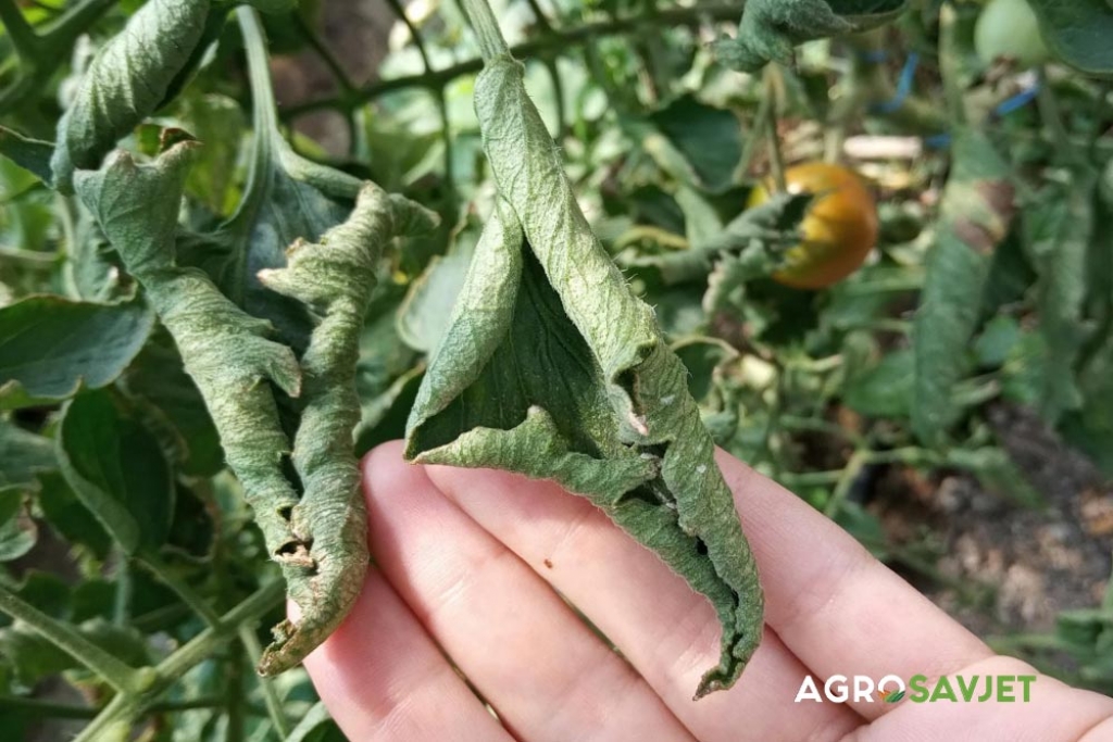 Uvijanje listova paradajza: Ovo su razlozi