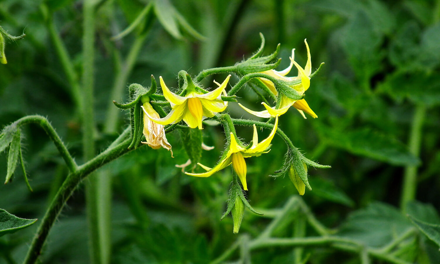 Paradajz cvjeta, ali nema plodova. Što treba učiniti