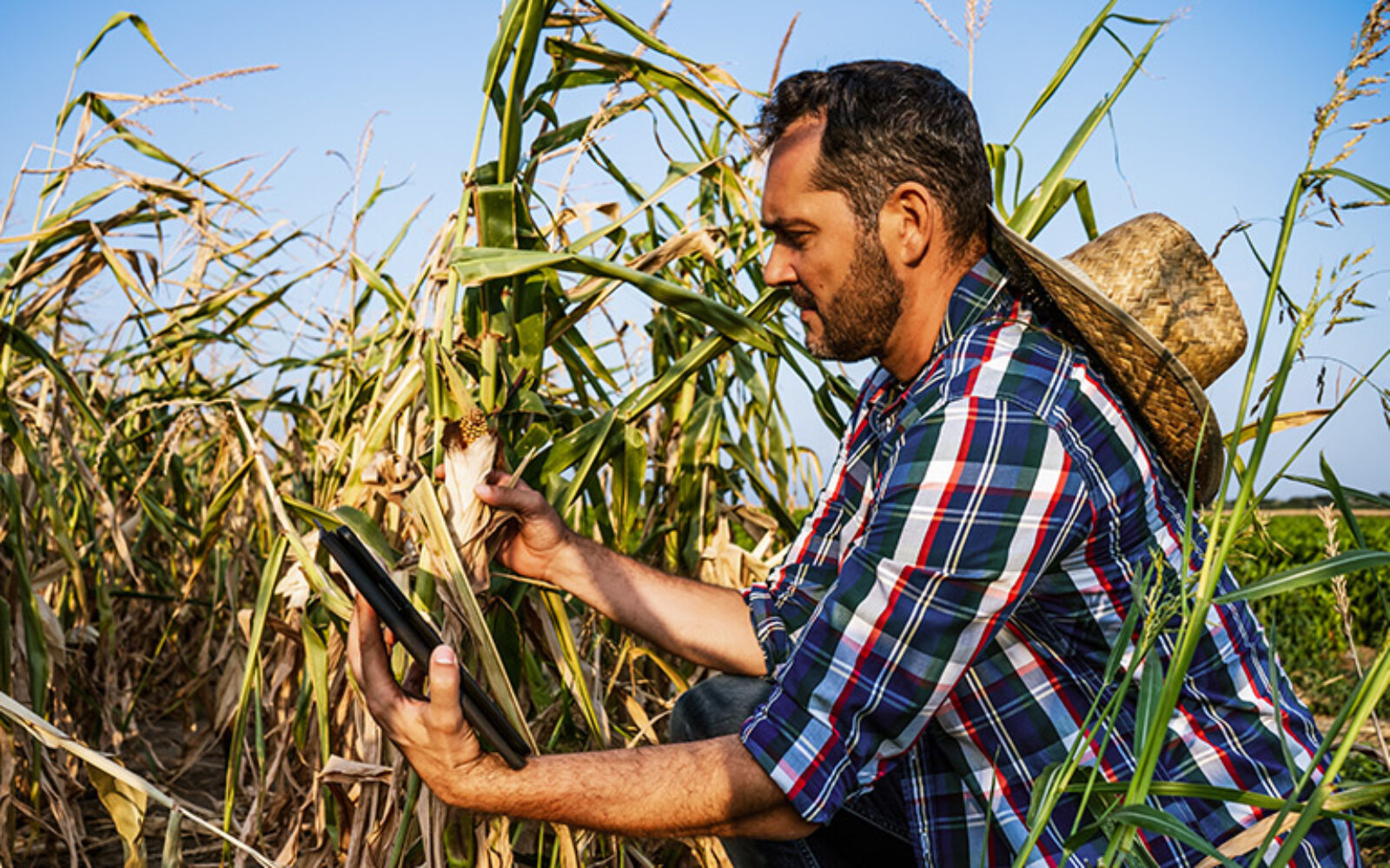 Urod prepolovljen: Ratari u BiH ne pamte lošiju godinu