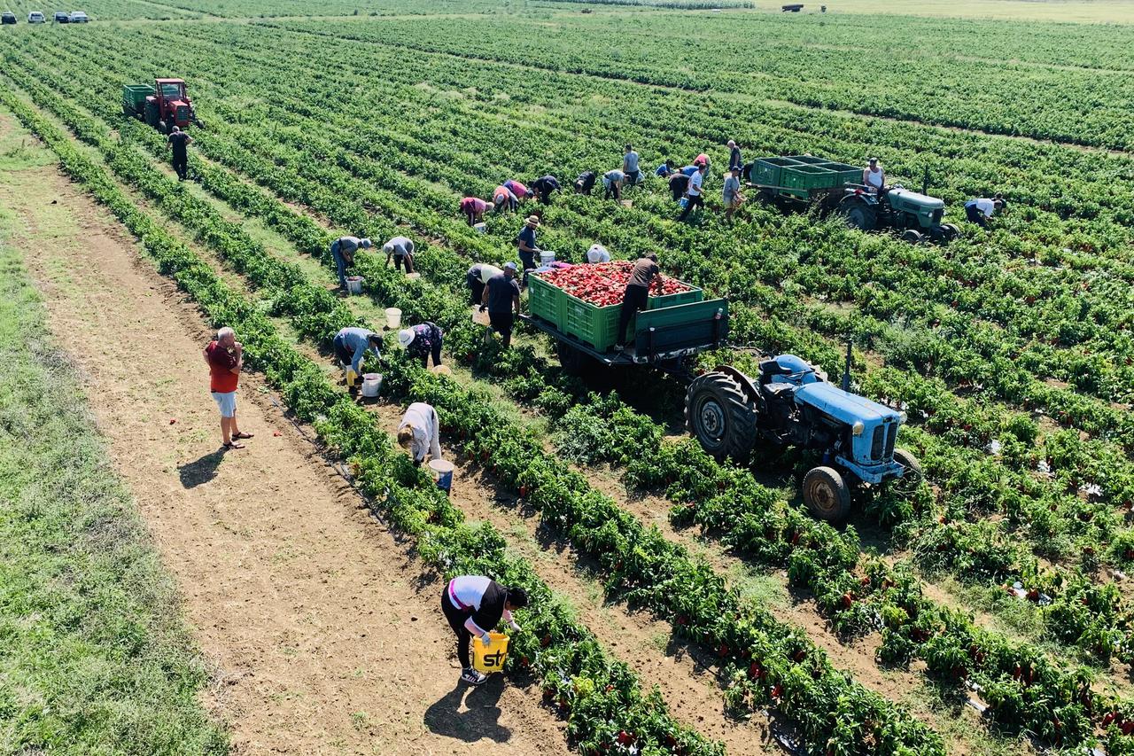 1000 tona hercegovačke paprike bit će izvezeno u EU