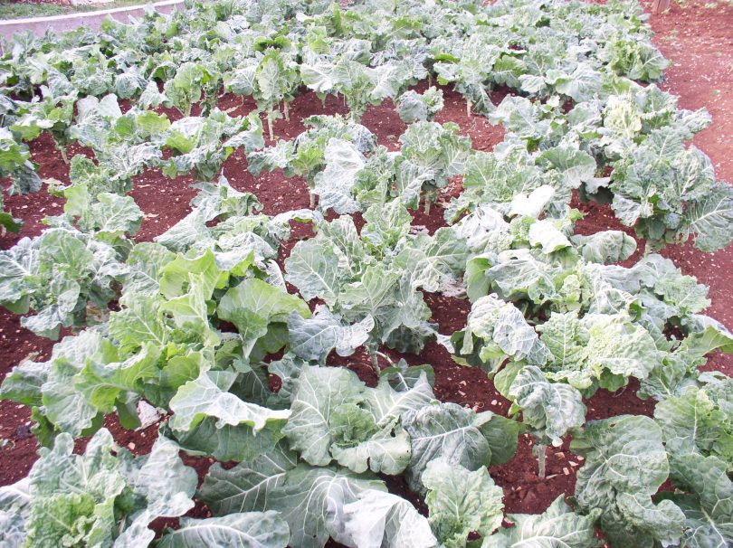 Ne čekajte zimu bez raštike u vrtu