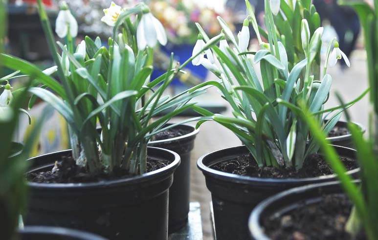 Posadite visibabe i u svoj vrt