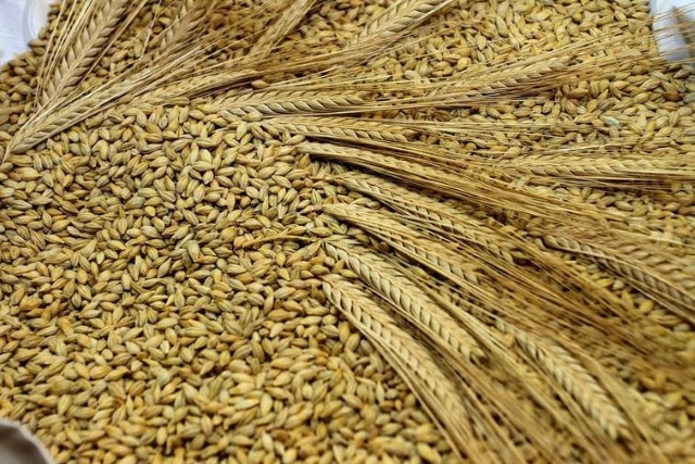 Vrijeme je sjetve ozimih žitarica