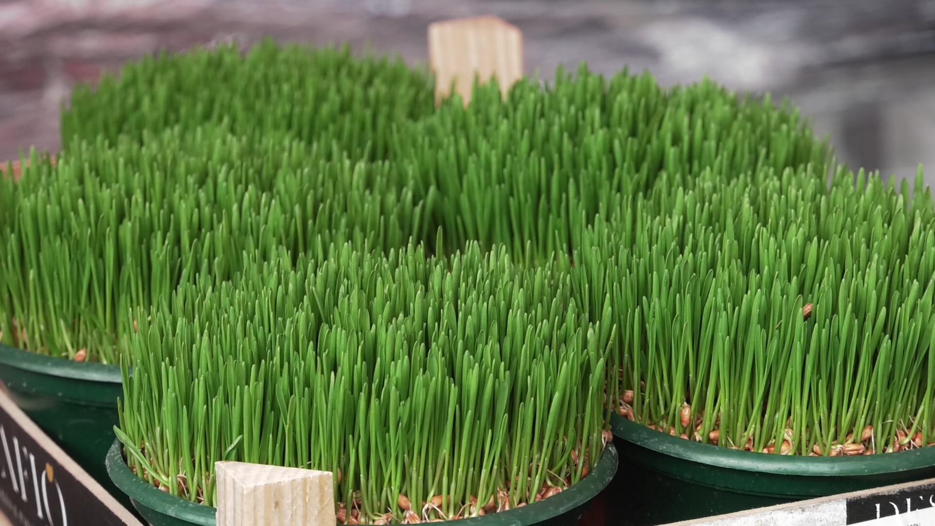 U pet koraka do raskošne i bogate božićne pšenice