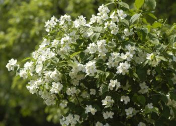 Zasadite ove cvjetnice i izgledat će odlično sve do jeseni!