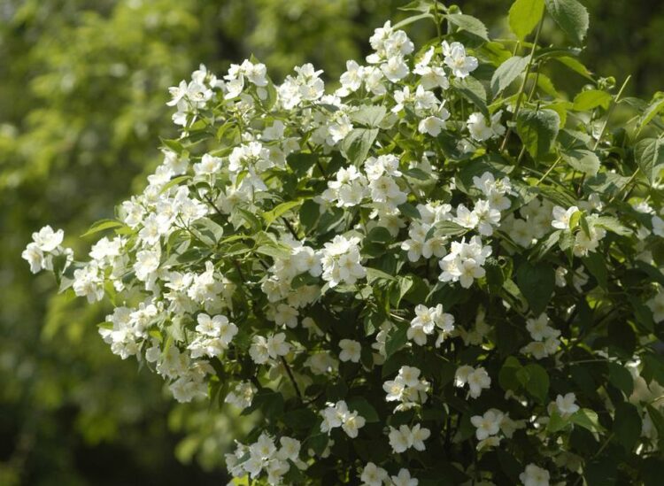 Zasadite ove cvjetnice i izgledat će odlično sve do jeseni!
