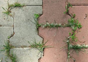 Sredstvo protiv korova: Rješenje vam je na dohvat ruke