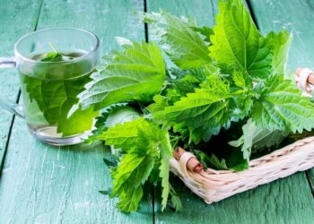 Kopriva nije korov: Ova biljka bi trebala biti u svakom vrtu