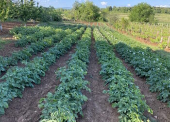 Kako učinkovito zaštititi krumpir od korova?