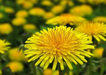 Ovo ljekovito bilje možete brati u rano proljeće